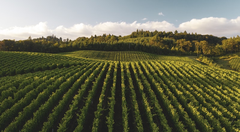Vineyard rows in the Pokolbin wine country